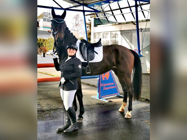 Hannoveraan Merrie 5 Jaar 172 cm Donkerbruin in Korbach