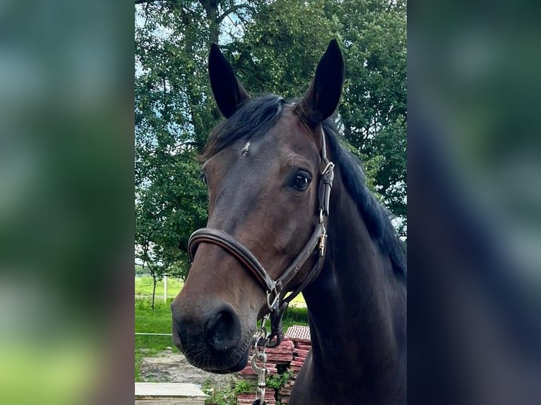 Hannoveraan Merrie 5 Jaar 172 cm Donkerbruin in Nordhorn