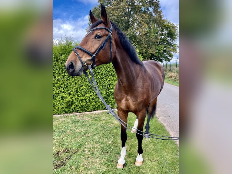 Hannoveraan Merrie 5 Jaar 172 cm Donkerbruin in Diemelsee