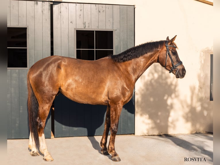 Hannoveraan Merrie 5 Jaar 172 cm  in Argentona