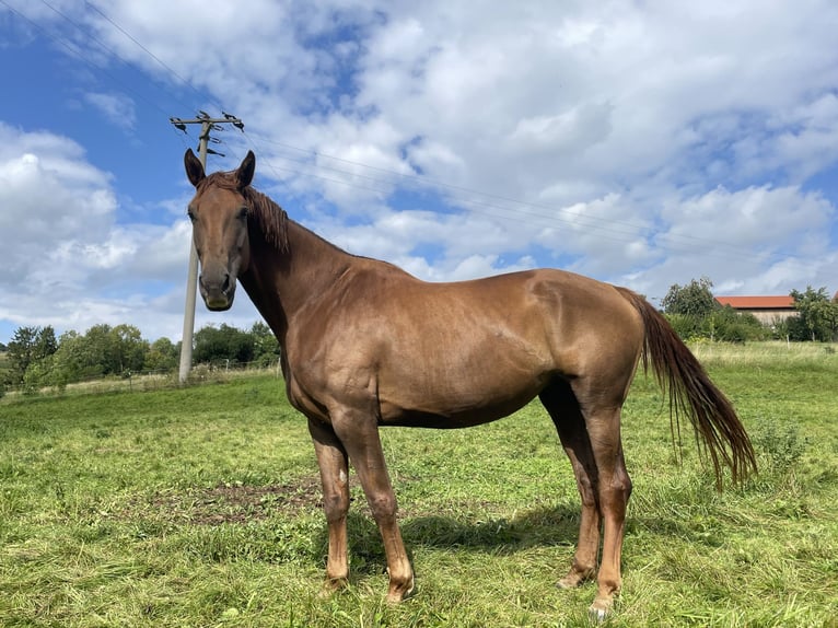 Hannoveraan Merrie 5 Jaar 172 cm Vos in Emtmannsberg