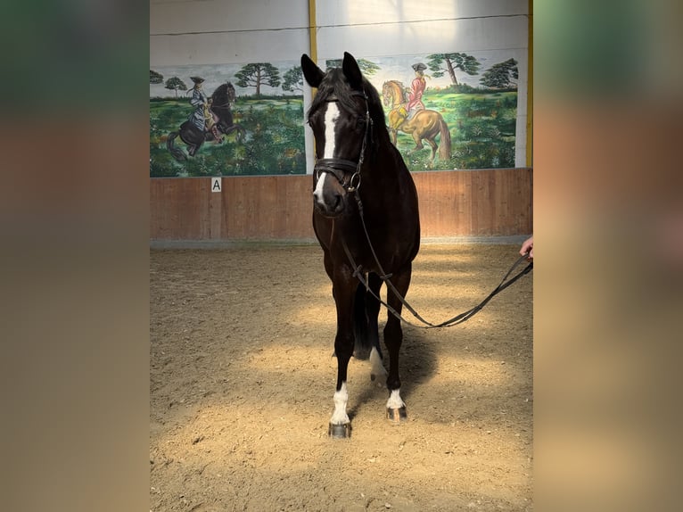 Hannoveraan Merrie 5 Jaar 172 cm Zwart in Rees
