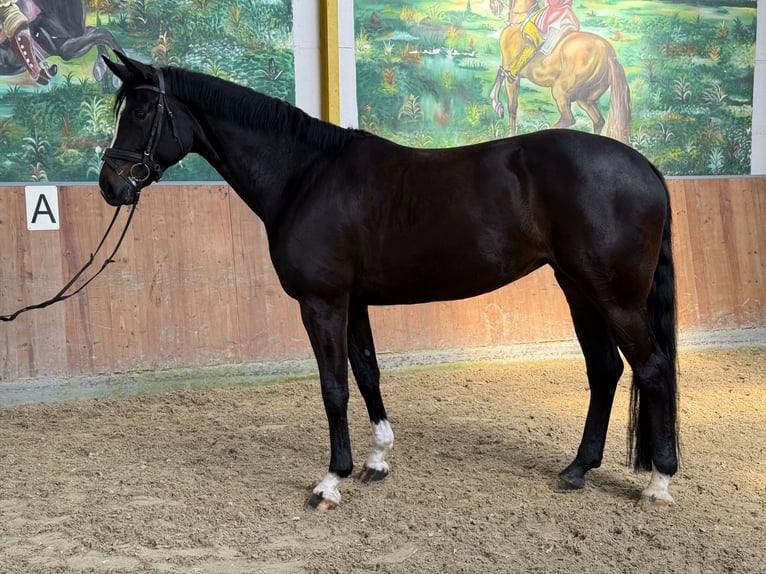 Hannoveraan Merrie 5 Jaar 172 cm Zwart in Rees