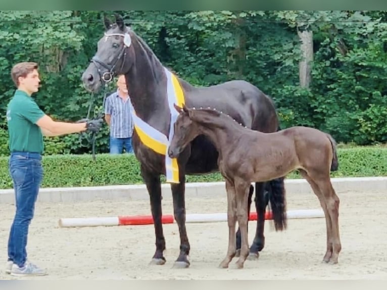 Hannoveraan Merrie 5 Jaar 172 cm Zwart in StoetzeStoetze