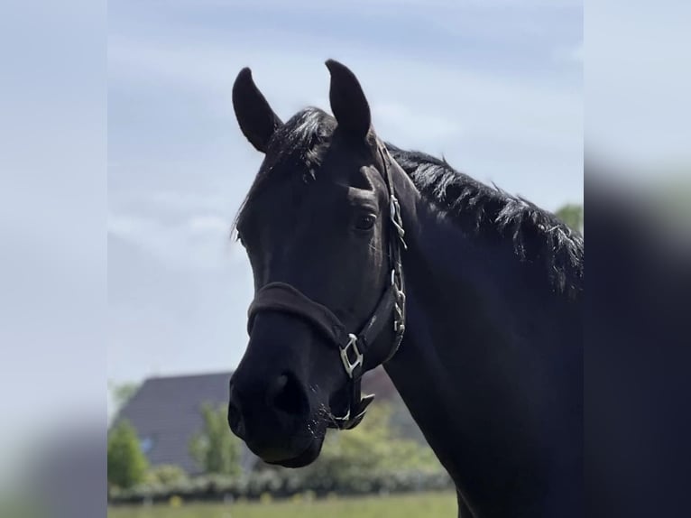 Hannoveraan Merrie 5 Jaar 172 cm Zwart in StoetzeStoetze