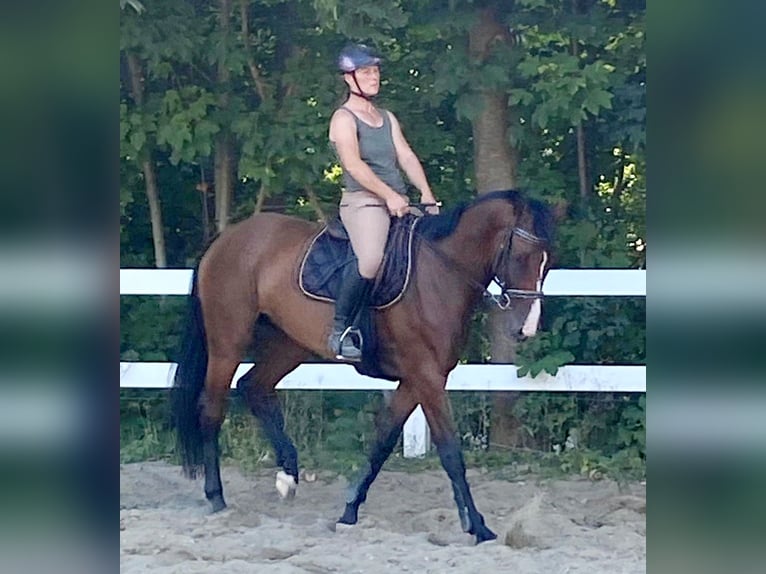 Hannoveraan Merrie 5 Jaar 173 cm Bruin in Müden (Aller)