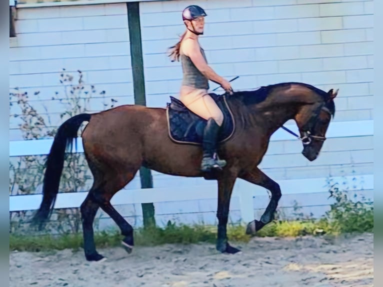 Hannoveraan Merrie 5 Jaar 173 cm Bruin in Müden (Aller)