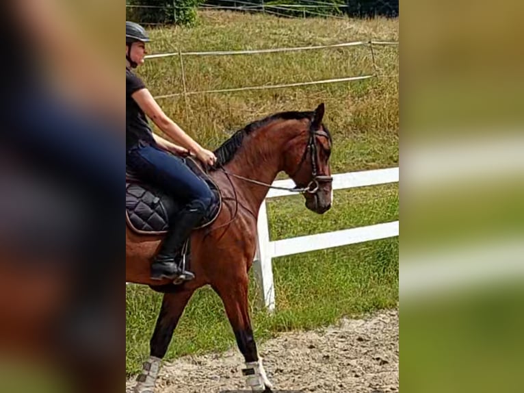 Hannoveraan Merrie 5 Jaar 173 cm Bruin in Müden (Aller)