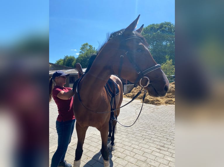 Hannoveraan Merrie 5 Jaar 173 cm Bruin in Müden (Aller)