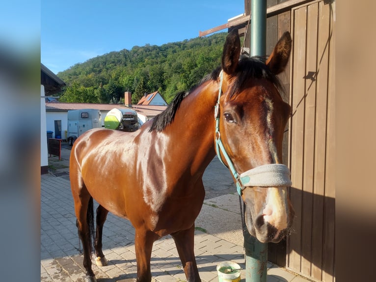 Hannoveraan Merrie 5 Jaar 173 cm Bruin in Müden (Aller)