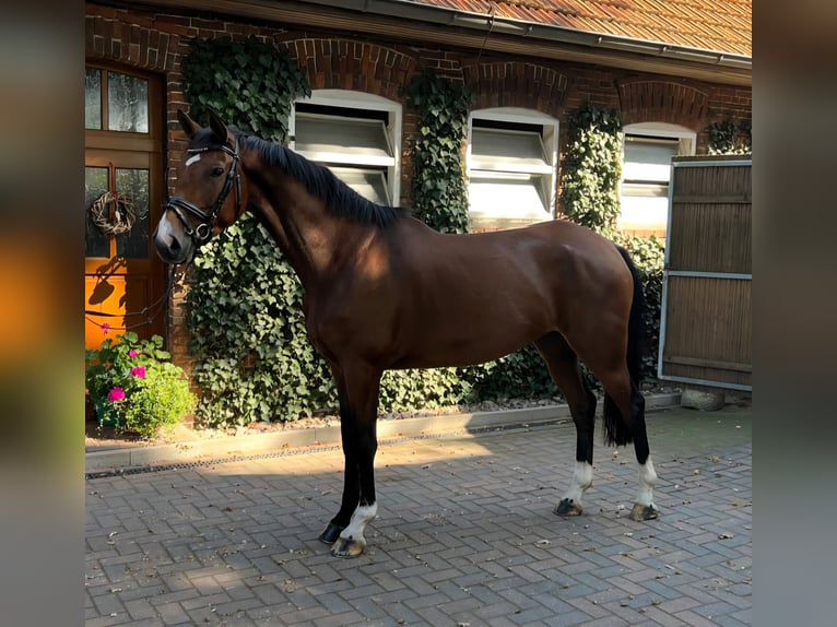 Hannoveraan Merrie 5 Jaar 173 cm Bruin in Maasen