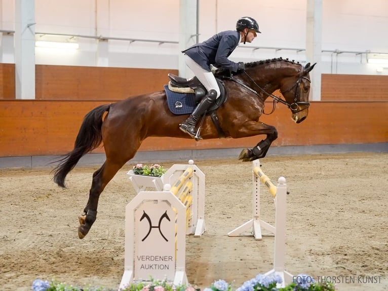 Hannoveraan Merrie 5 Jaar 173 cm Bruin in Verden