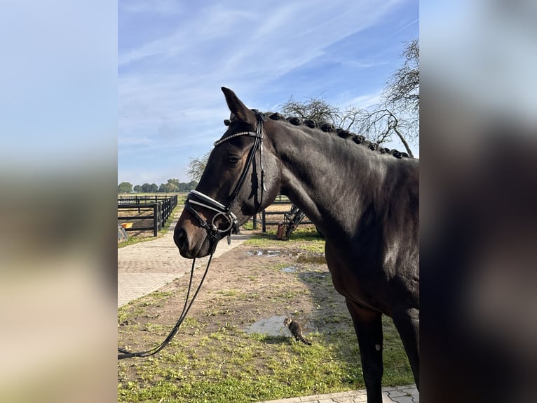 Hannoveraan Merrie 5 Jaar 173 cm Donkerbruin in Bleckede