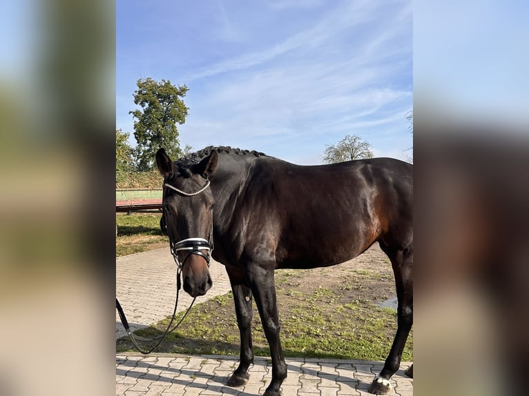 Hannoveraan Merrie 5 Jaar 173 cm Donkerbruin in Bleckede