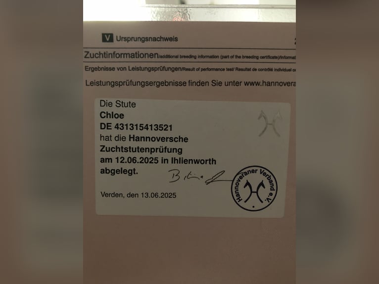 Hannoveraan Merrie 5 Jaar 173 cm Donkerbruin in Bebra