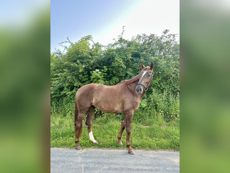 Hannoveraan Merrie 5 Jaar 173 cm Donkere-vos in Rosengarten