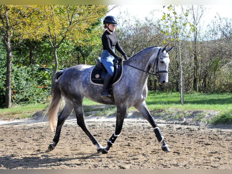 Hannoveraan Merrie 5 Jaar 173 cm Schimmel in Schattendorf