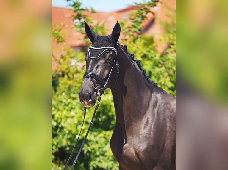 Hannoveraan Merrie 5 Jaar 173 cm Zwart in Hohenfelde