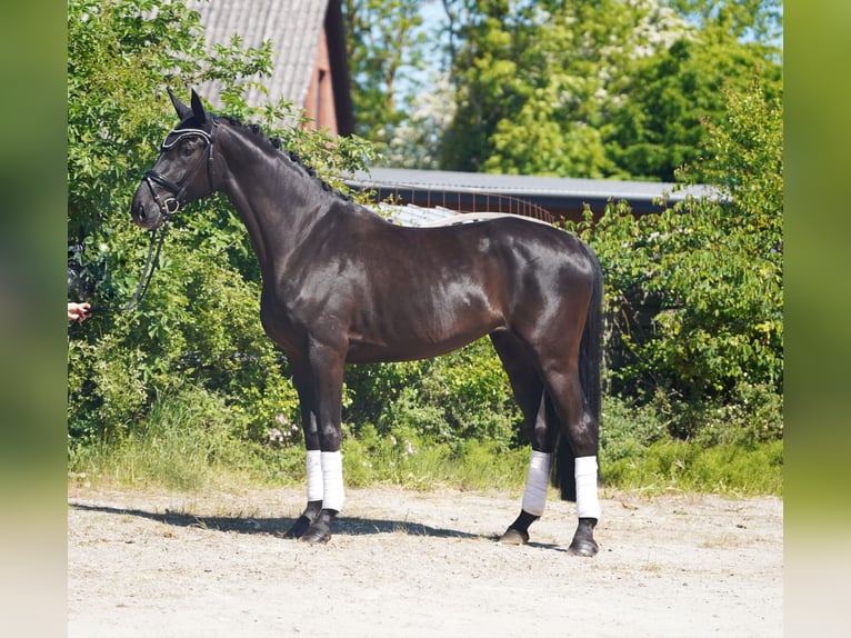 Hannoveraan Merrie 5 Jaar 173 cm Zwart in Hohenfelde