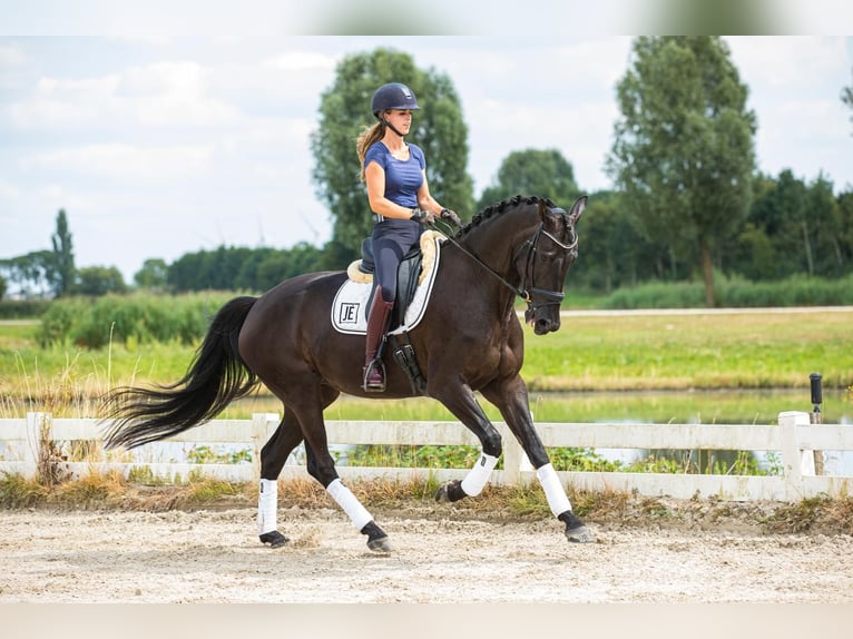 Hannoveraan Merrie 5 Jaar 173 cm Zwart in Zoelen