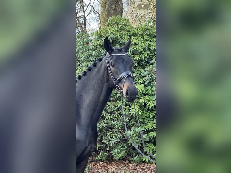 Hannoveraan Merrie 5 Jaar 173 cm Zwartbruin in Verden (Aller)