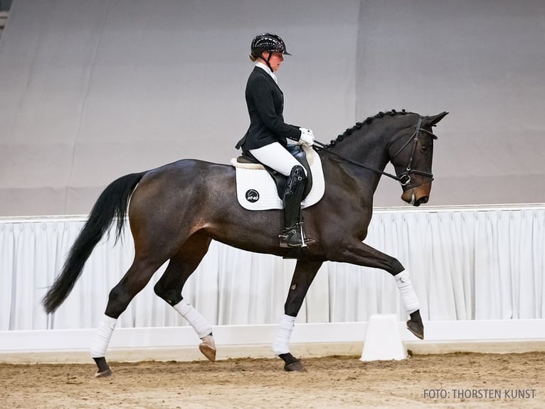 Hannoveraan Merrie 5 Jaar 173 cm Zwartbruin in Verden