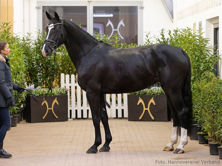 Hannoveraan Merrie 5 Jaar 173 cm Zwartbruin in Verden