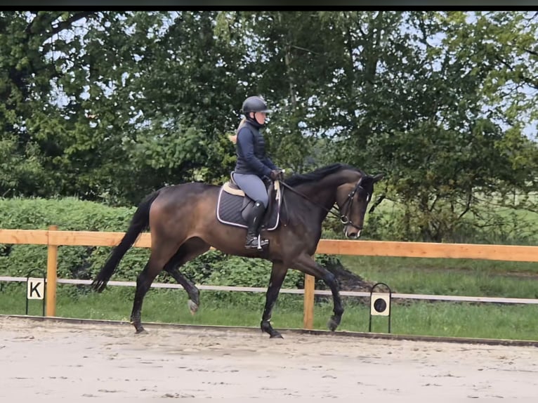 Hannoveraan Merrie 5 Jaar 174 cm Bruin in Bremervörde