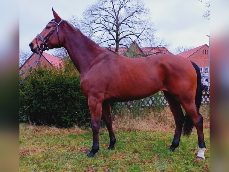 Hannoveraan Merrie 5 Jaar 174 cm Bruin in Burgdorf