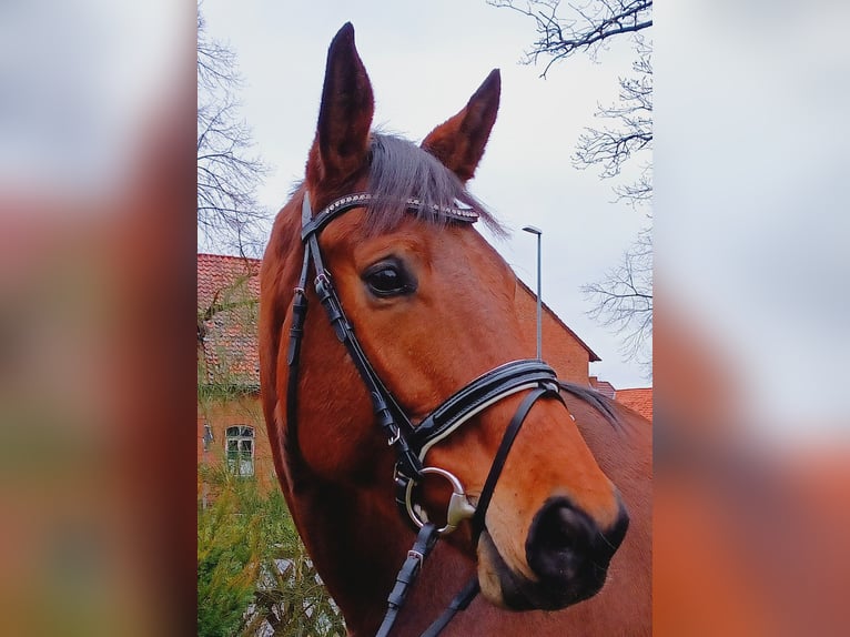 Hannoveraan Merrie 5 Jaar 174 cm Bruin in Burgdorf