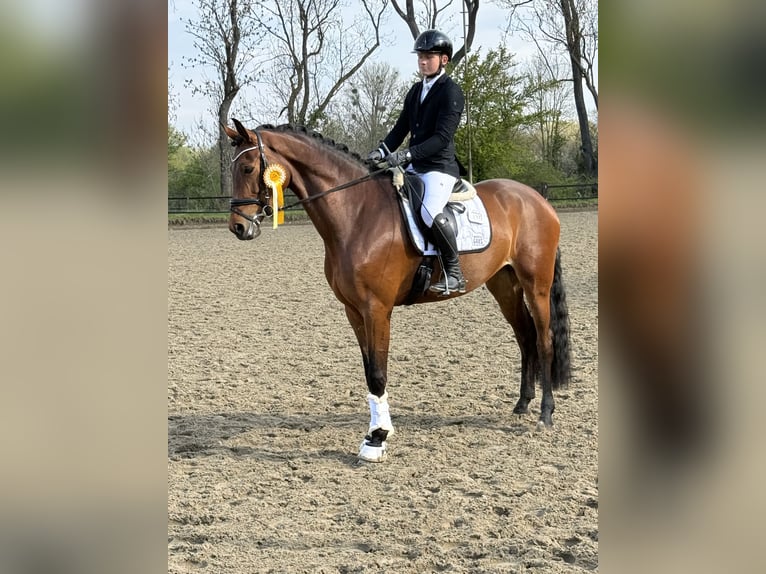 Hannoveraan Merrie 5 Jaar 174 cm Bruin in Tiddische