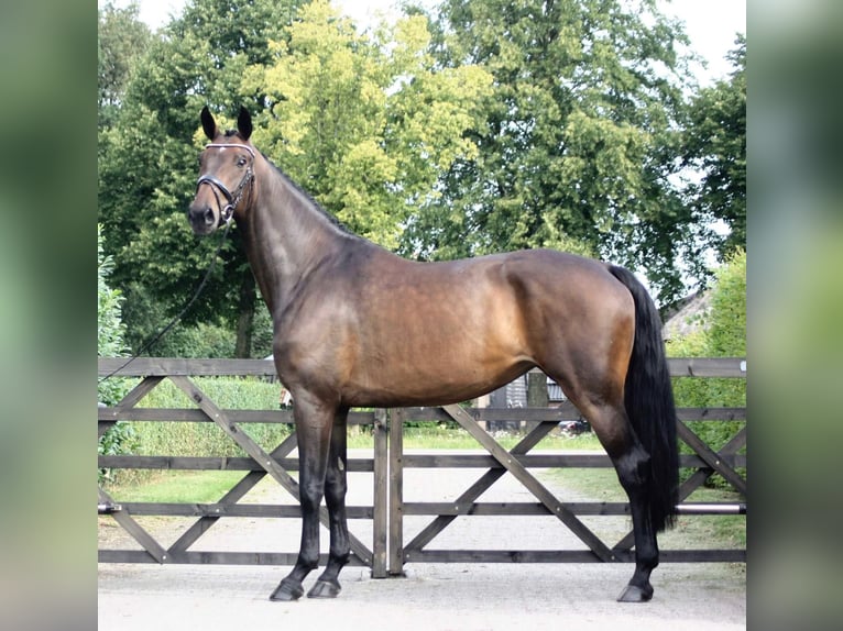 Hannoveraan Merrie 5 Jaar 174 cm Bruin in Nieuwleusen