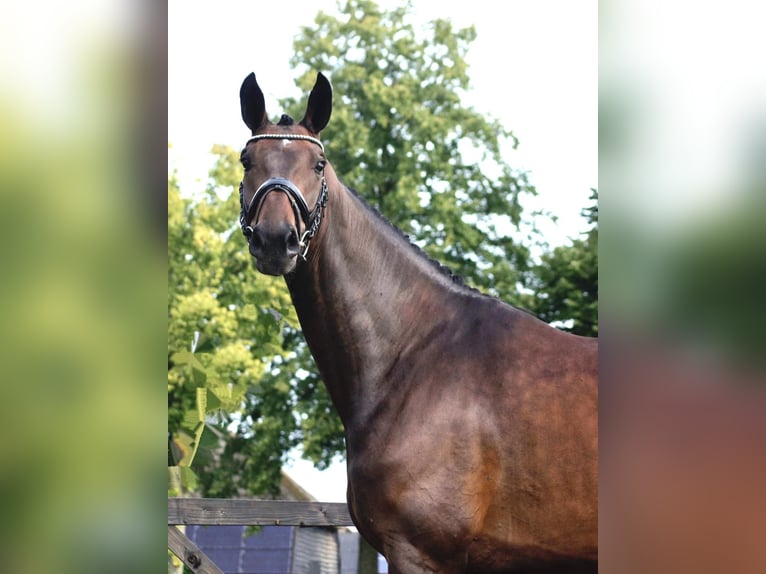 Hannoveraan Merrie 5 Jaar 174 cm Bruin in Nieuwleusen