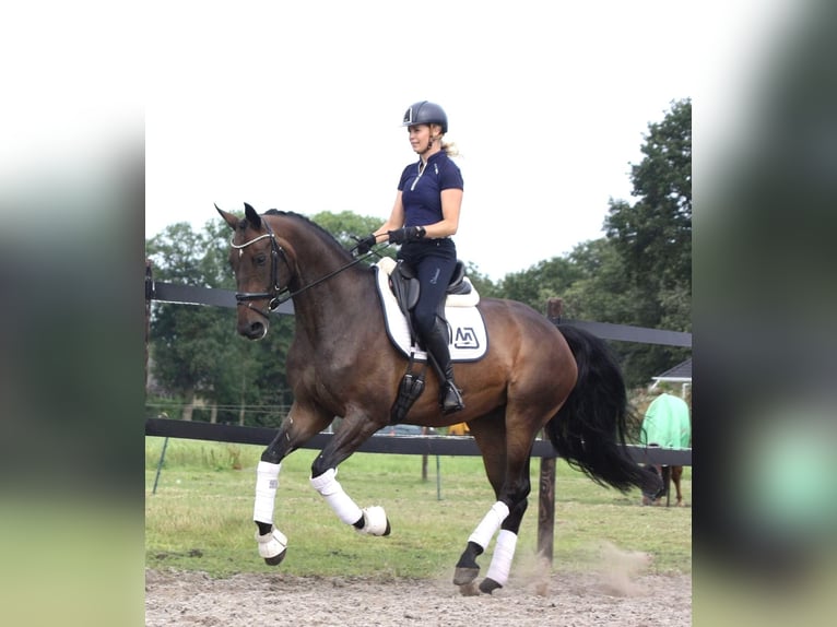 Hannoveraan Merrie 5 Jaar 174 cm Bruin in Nieuwleusen