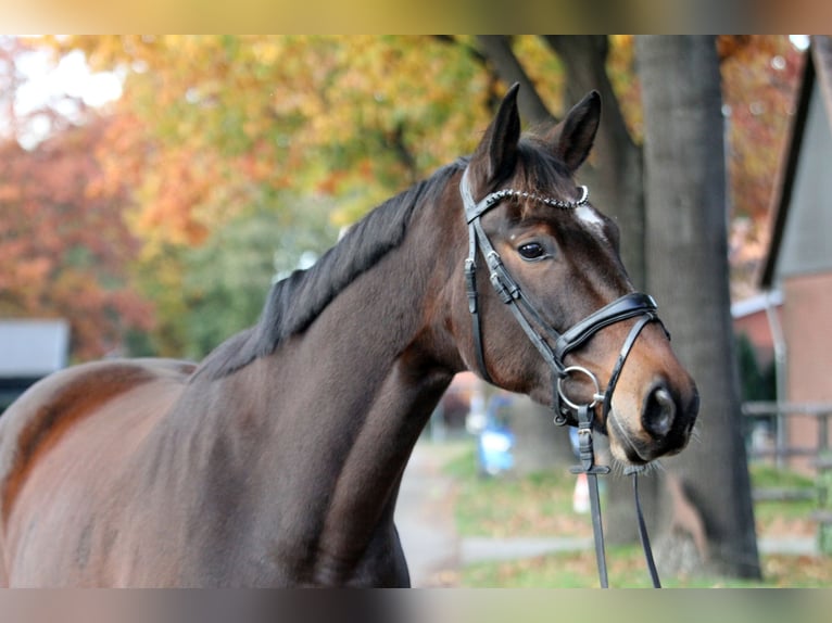 Hannoveraan Merrie 5 Jaar 174 cm Bruin in Kutenholz