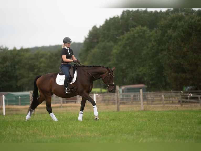 Hannoveraan Merrie 5 Jaar 174 cm Donkerbruin in Westergellersen
