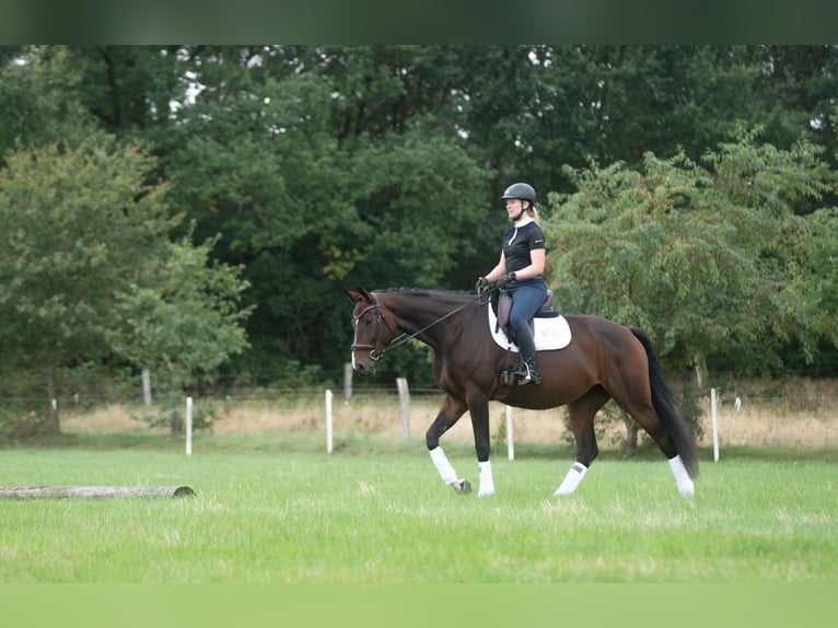 Hannoveraan Merrie 5 Jaar 174 cm Donkerbruin in Westergellersen