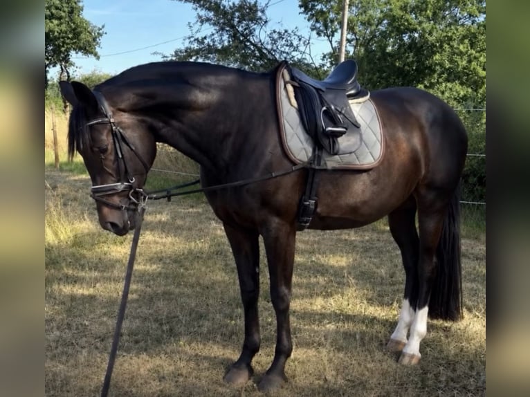 Hannoveraan Merrie 5 Jaar 174 cm Donkerbruin in Sankt Wendel