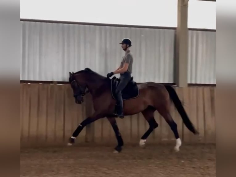 Hannoveraan Merrie 5 Jaar 174 cm Roodbruin in Tass