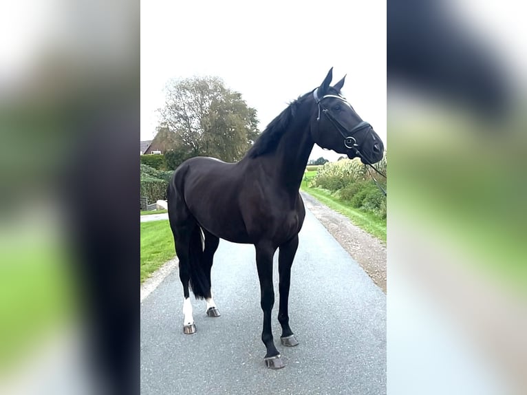 Hannoveraan Merrie 5 Jaar 174 cm Zwart in Schwarme