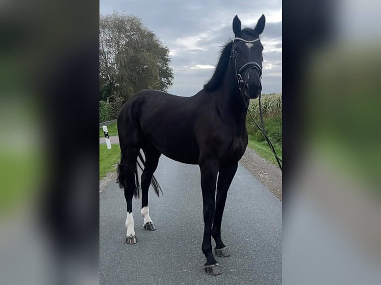 Hannoveraan Merrie 5 Jaar 174 cm Zwart in Schwarme