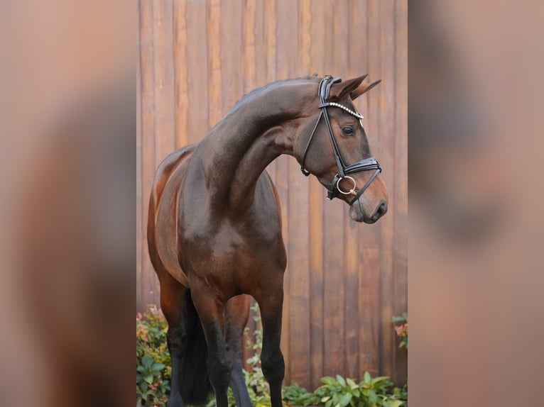 Hannoveraan Merrie 5 Jaar 175 cm Bruin in Loxstedt