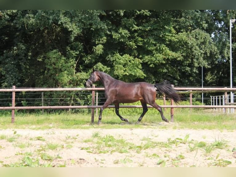 Hannoveraan Merrie 5 Jaar 175 cm Donkerbruin in Hamersen