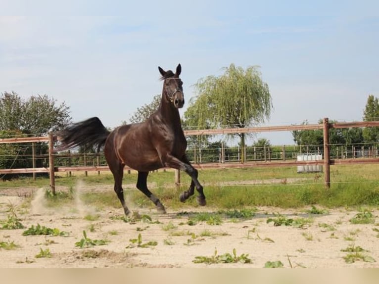 Hannoveraan Merrie 5 Jaar 175 cm Donkerbruin in Hamersen