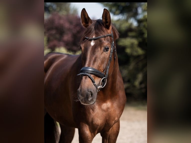 Hannoveraan Merrie 5 Jaar 175 cm Donkere-vos in Troisdorf