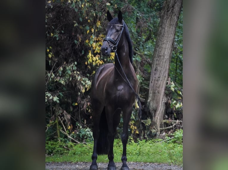 Hannoveraan Merrie 5 Jaar 175 cm Zwartbruin in Gössendorf