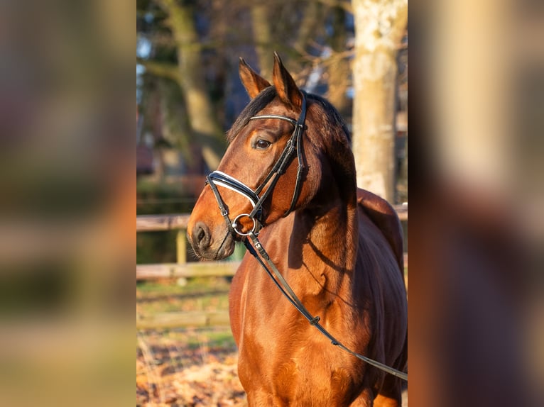 Hannoveraan Merrie 5 Jaar 176 cm Bruin in Elmlohe