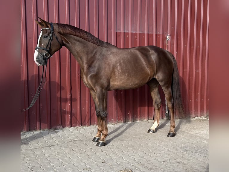 Hannoveraan Merrie 5 Jaar 176 cm Donkere-vos in Siedenburg