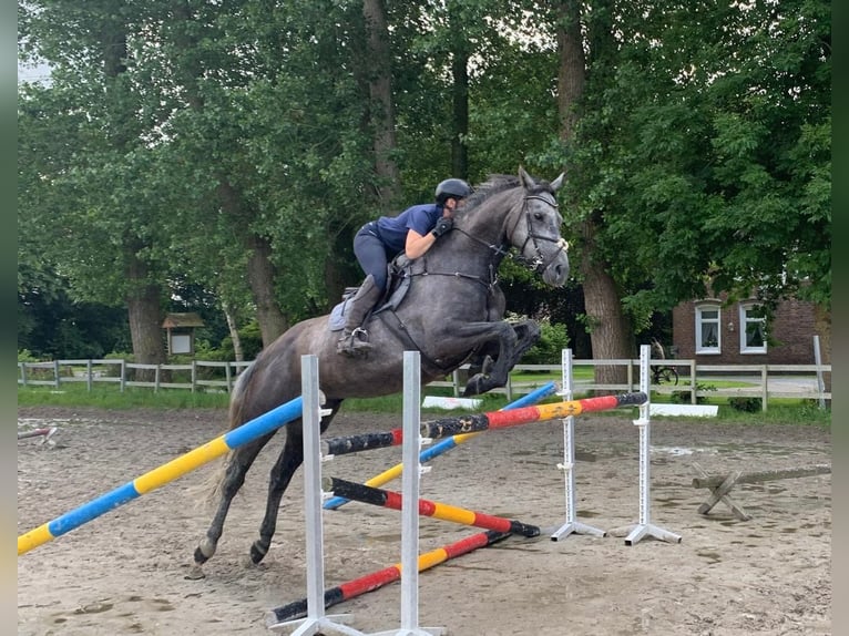 Hannoveraan Merrie 5 Jaar 176 cm Schimmel in Esens