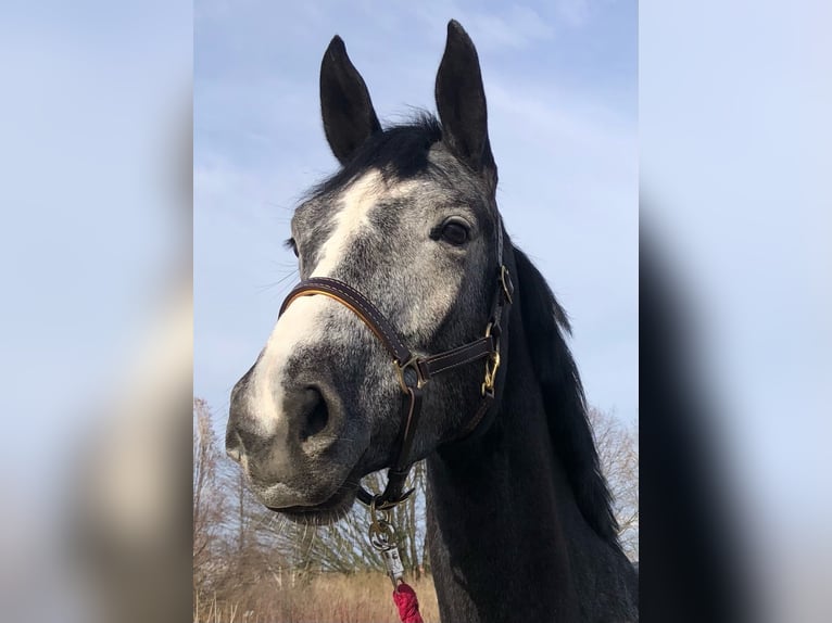 Hannoveraan Merrie 5 Jaar 178 cm Appelschimmel in Köln